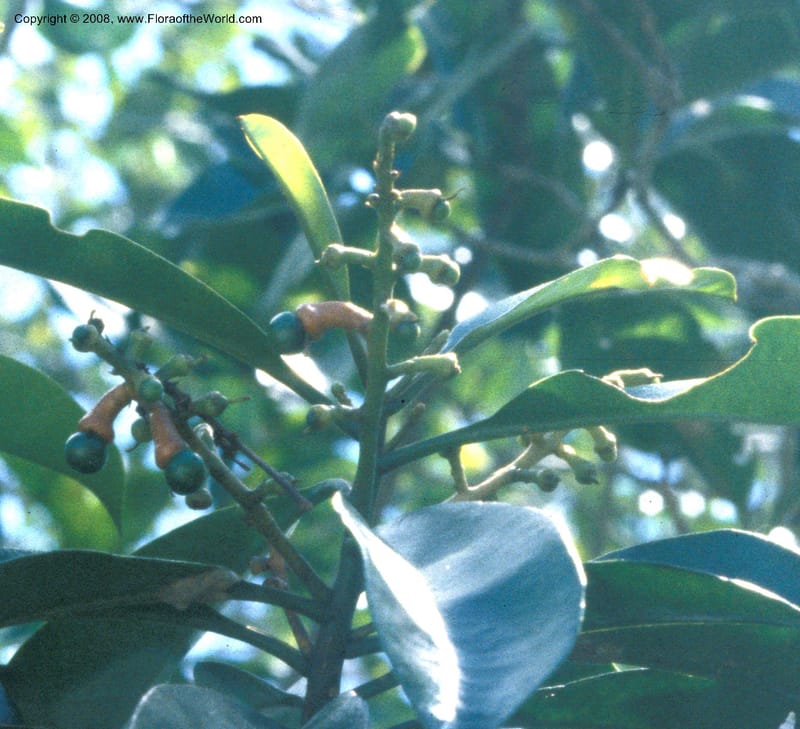 Rhabdodendron amazonicum, CDavidson10599--Brazil. Para. Rio Mapuera. 30 Jun 80. 004C.jpg