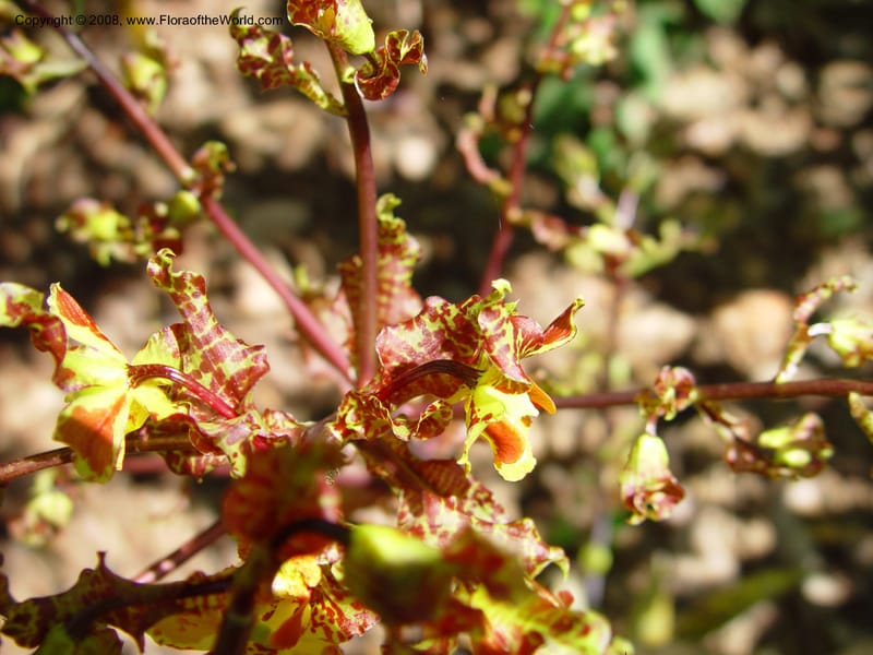 Oncidium punctatum--Costa Rica. INBio Parque, San Jose. 29 Mch 03. 153.jpg