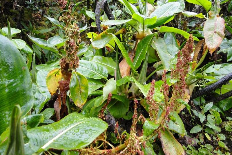 Rumex tolimensis, Ulloa 1994--Ecuador. Napo. Papallacta to Baeza. 1 Jun 2011. 376 (19).jpg