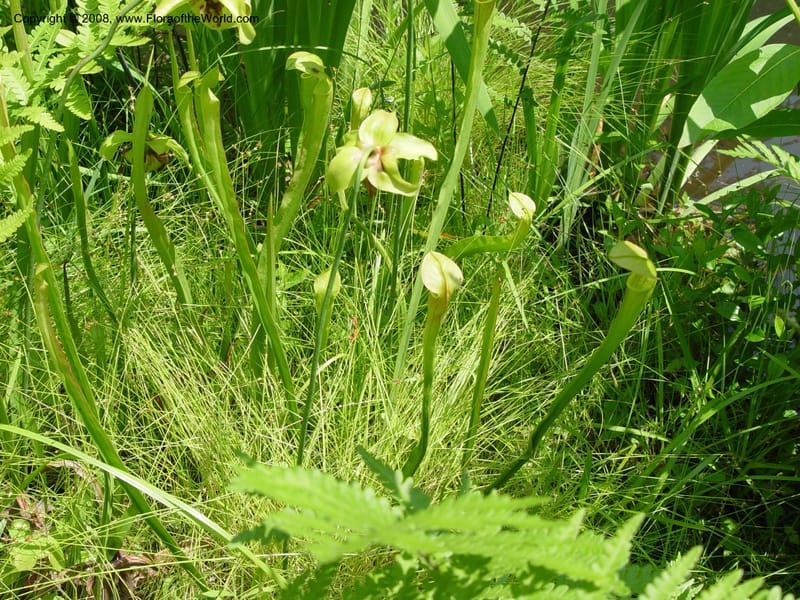 Sarracenia rubra--DE. Mt. Cuba Center. 24 Jun 03. 084.jpg