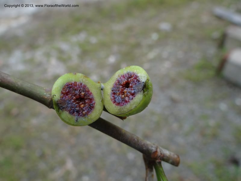 Ficus, S.98873--Malaysia, Sarawak. Kubah Nat. Park. 28 Mar 2012. DSC05973 (80).JPG