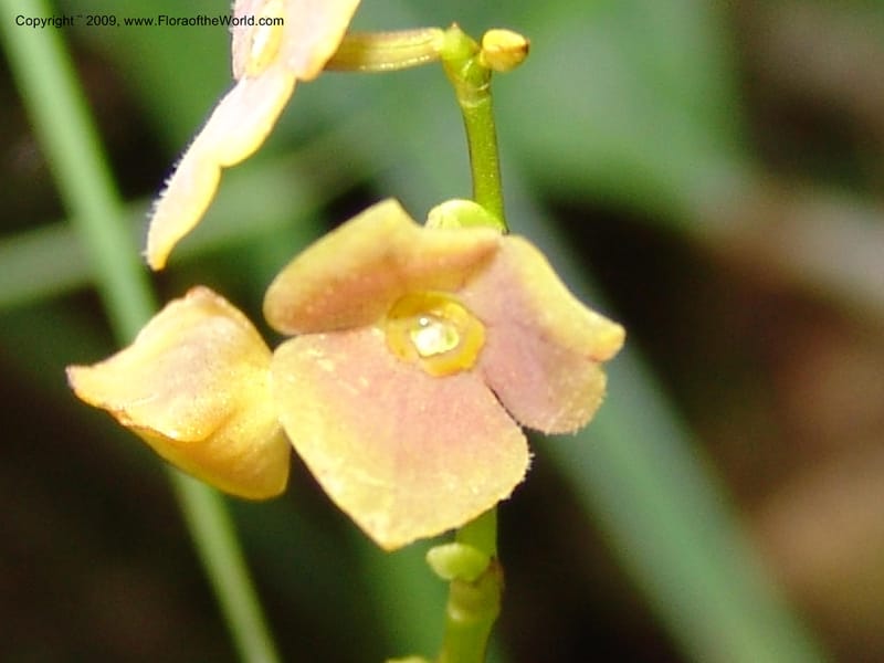 Stelis, DNeill15933--Ecuador. Prv. Zam. Ch. C del Condor. Wawaime plot. 22 Sep 07. 335.jpg