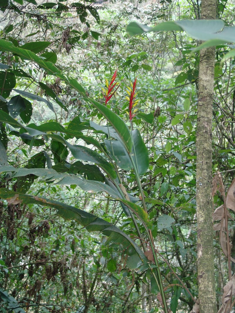 Heliconia affinis--Peru. Edo. Cuzco. Jard. Bot. at Machu Picchu. 27 Oct 05. 007.jpg