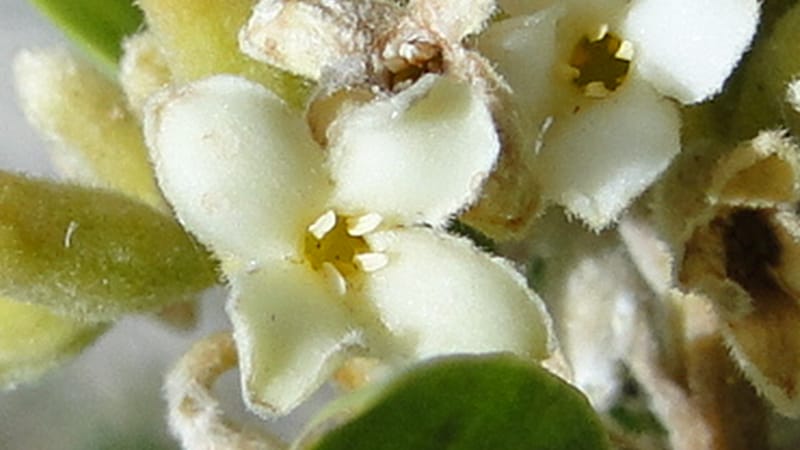 Daphne mucronata, A. G. Miller 128.3--Iraq. Kurdistan. Shakh-i Pira Magun. 10 June 2010. 131 (8).jpg