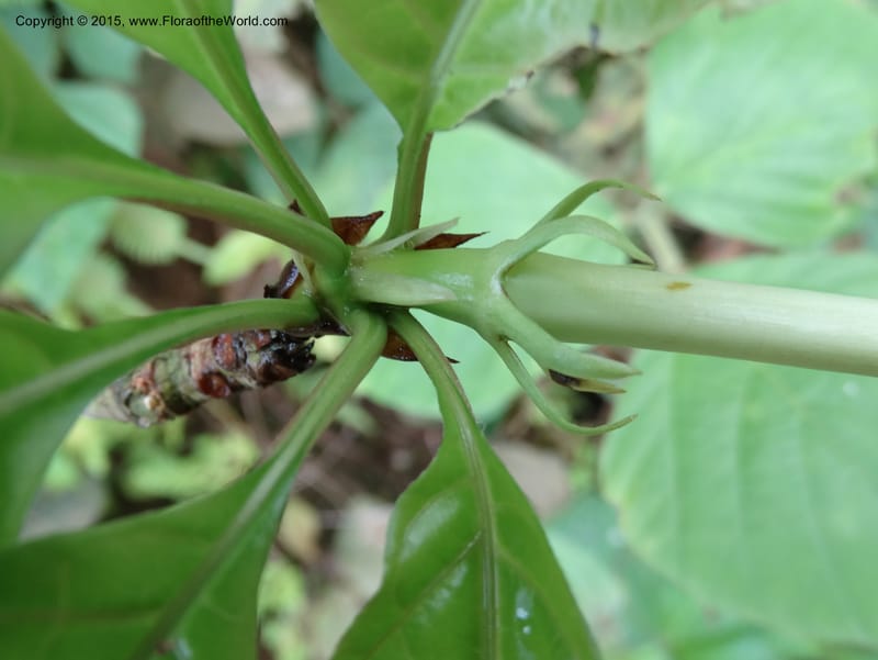 Euclinia longiflora, Davidson, C 12348--Cameroon. Ekondo Titi to Ekondo Nene. 21 Mar 2014. DSC02995 (43).JPG