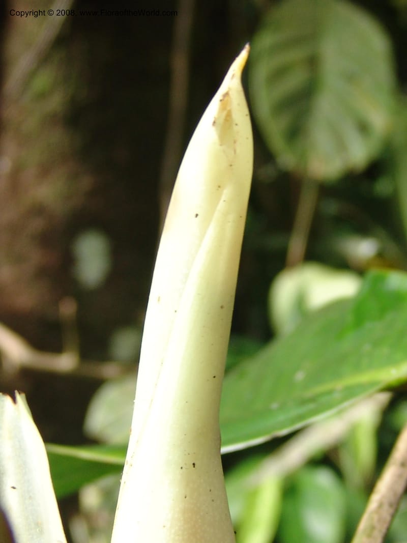 Philodendron clarkei, Croat95272--Ecuador. Prov. Pichincha. Tinalandia. 24 Feb 05. 234.jpg