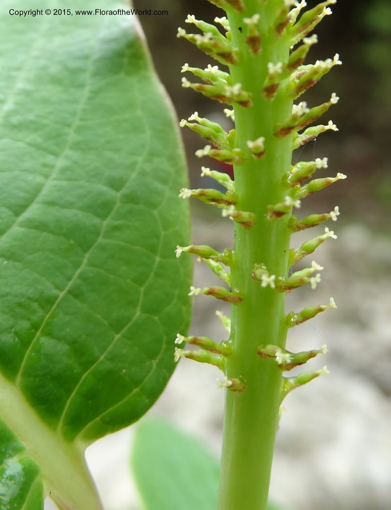 Salix, Boufford, D 43739--China. Sichuan. XinZhaZi Gou. 14 May 2014. DSC06426 (44).JPG