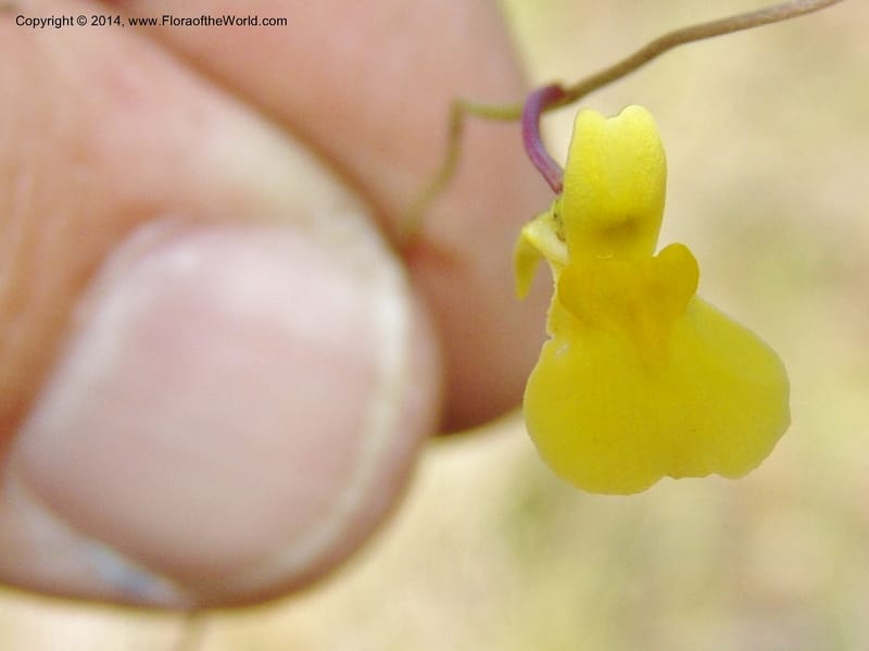 Utricularia prehensilis--So.Africa. E. Cape. Umtanvuna Nat. Res. 2. 11 Mch 05. 271a.jpg