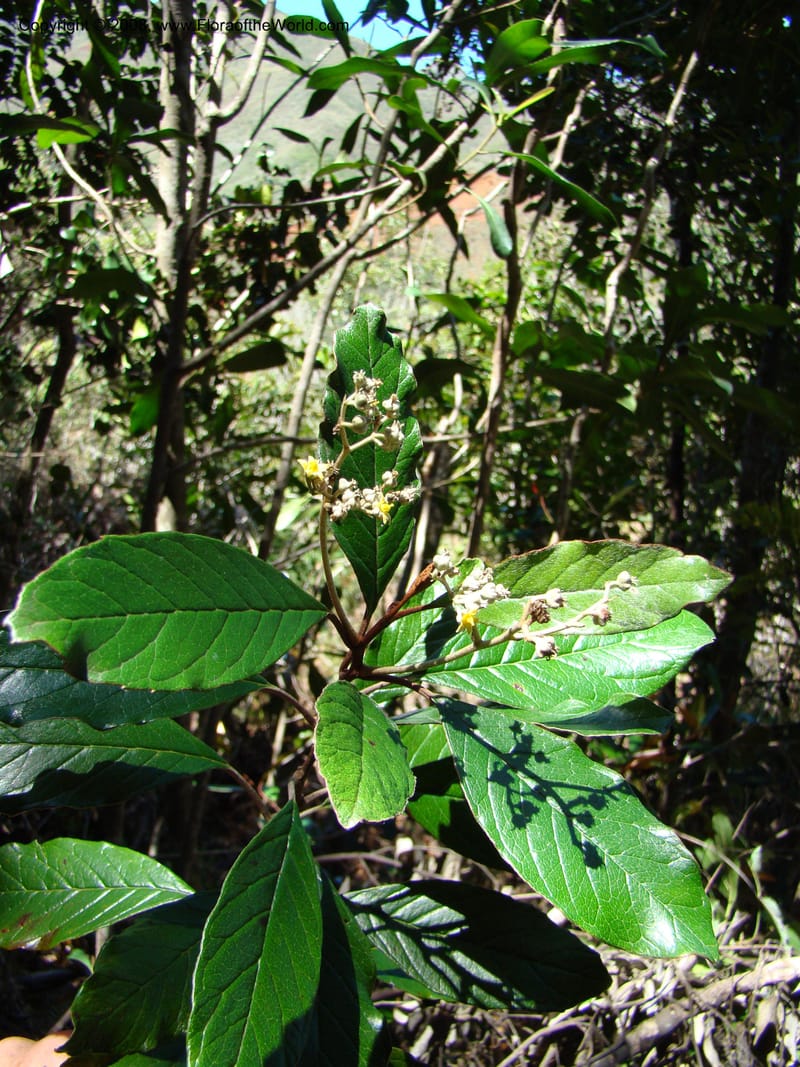 Argophyllum, JMunzinger4653--N.Caled. Dumbea Dam in Dumbea Riv, S of Noumea. 11 Nov 07. 066.jpg