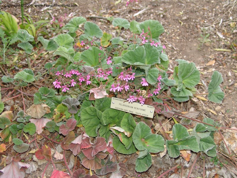 Pelargonium reniforme, 96.0624--CA. UC Berkeley Bot. Garden. 8 Dec 06. 043.jpg