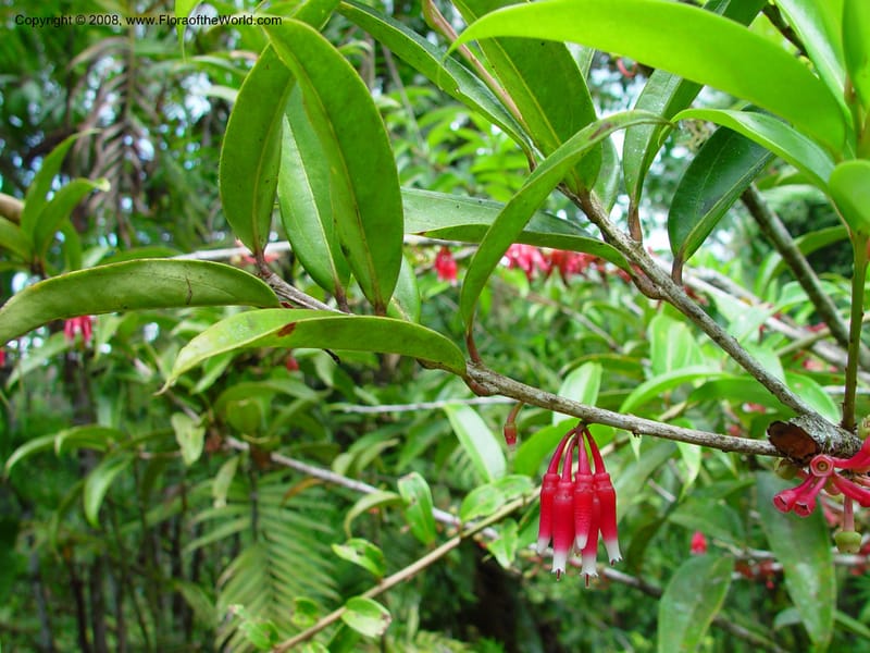 Cavendishia--Costa Rica. Wilson Garden. 25 Feb 02. 005.jpg
