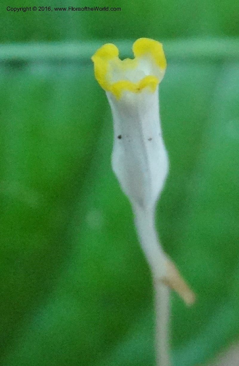 Gymnosiphon, Davidson, C 12890--Sabah. Sapa Paya For. Res. 23 Mar 2015. DSC00001 (187).JPG