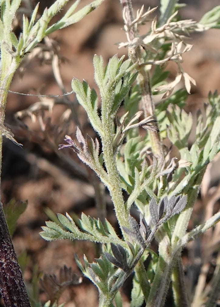 Lomatium macrocarpum, C. Davidson 13790--Oregon. Wallowa Co. Upper Camp Creek Canyon. 5 Jun 2018. DSC05225 (74).JPG