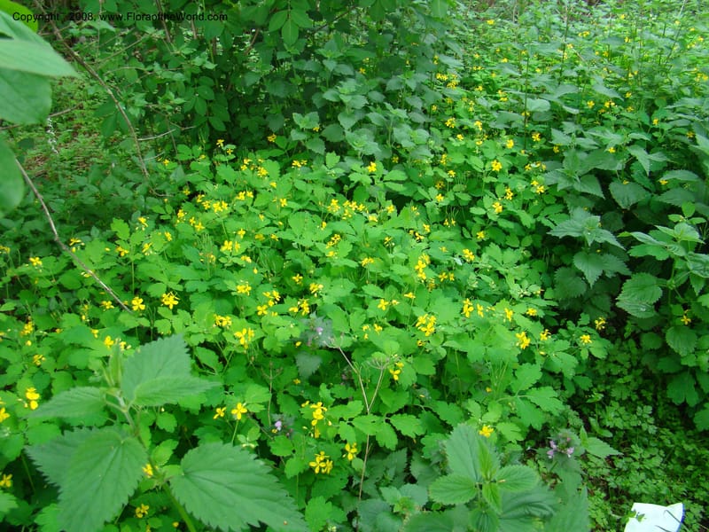 Slovenia. 3 km S of Kozina. 17 May 08. 207.jpg