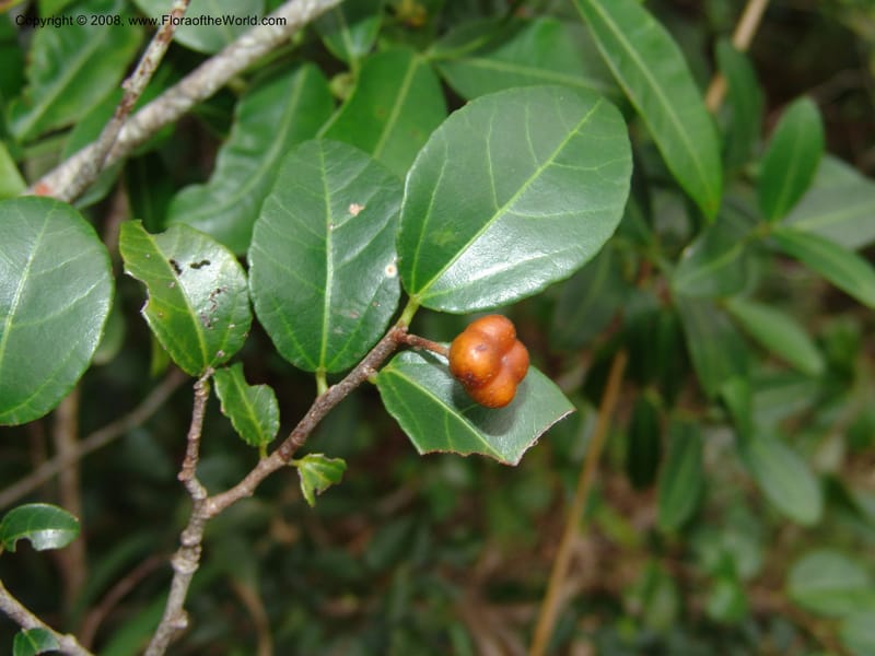Grewia pondoensis--So.Africa. E. Cape. Umtamvuna Nat. Res. 11 Mch 05. 282.jpg