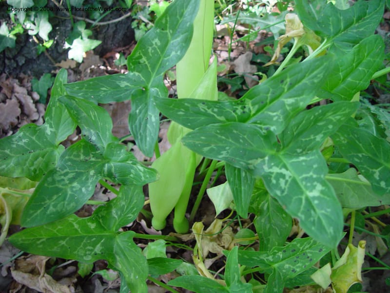 Arum italicum--Italy. Abruzzo. Ris. Torino di Sangro. 5 May 03. 148.jpg
