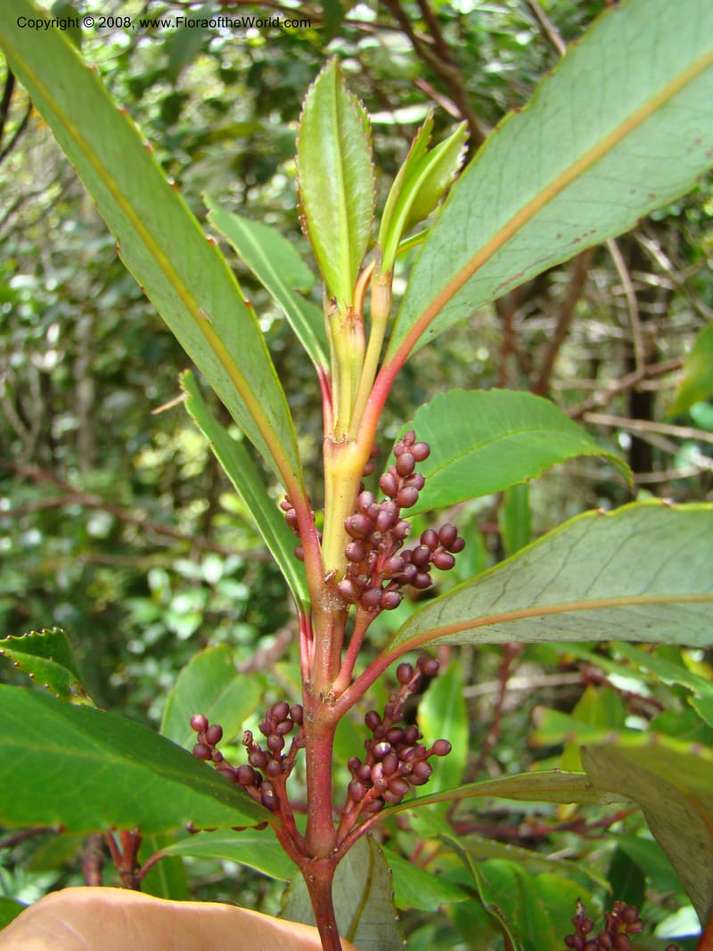 Ascarina, not coll.--New Caledonia. Monts Dzumac. 20 Nov 07. 087.jpg