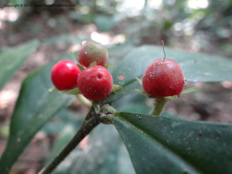 Ardisia, VC 5657--Thailand. Trang. Khao Baan Thad. 17 Nov 2012. DSC00079 (64).JPG