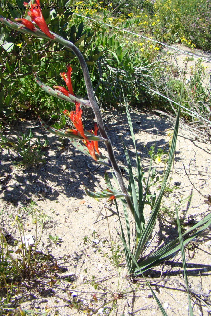 Babiana ringens, C. Davidson 11501--South Africa. Western Cape. R27, 5 km N of Velddrif. 24 Aug 09. 080.jpg