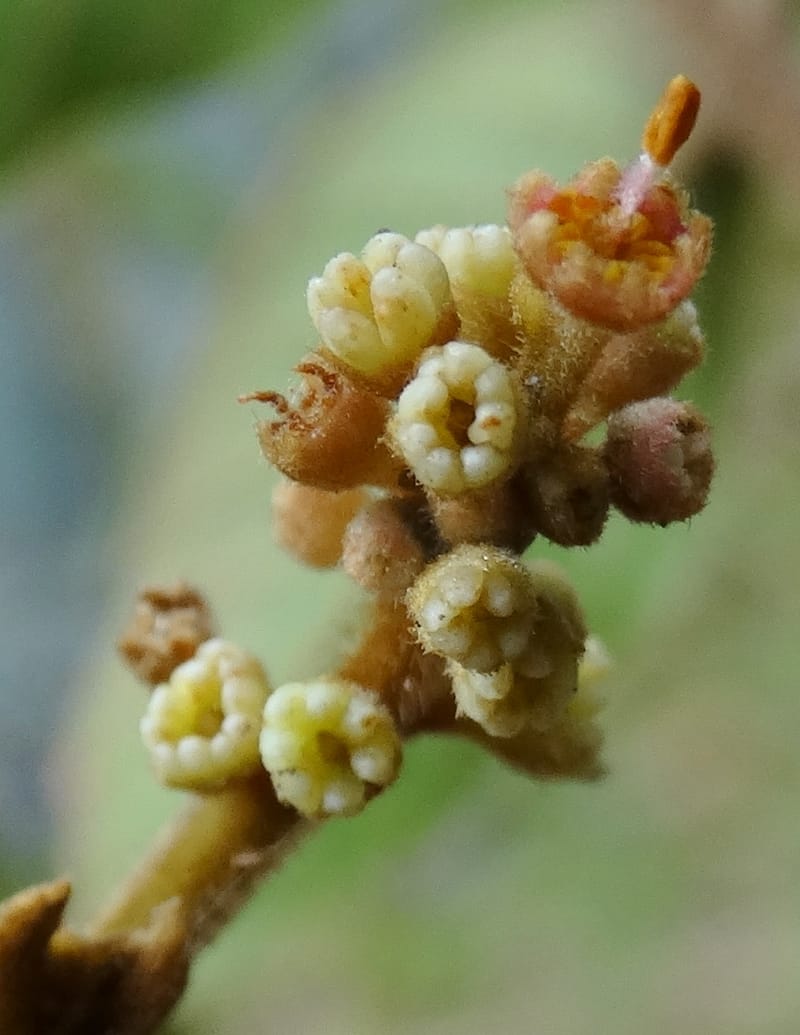 Alectryon vitiensis, Munzinger, J 7376--Fiji. Valeni Vill. 6 Nov 2015. DSC09910 (29).JPG