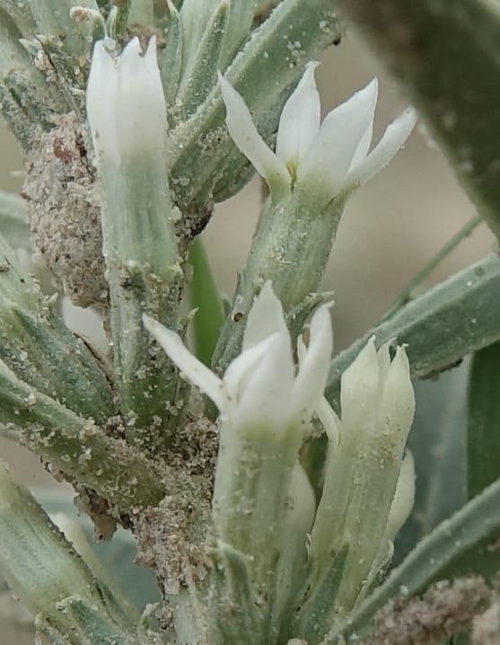 Enicostema axillare., L. Nanyeni 1275--Namibia. Hwy D2859. Odom 418. 30 March 2018. DSC04324 (193).JPG