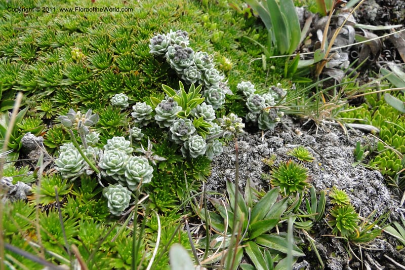 Draba, Ulloa 2022--Ecuador. Napo. Volcan Antesana. 2 Jun 2011. 206 (16).jpg