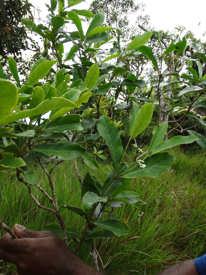 Neuburgia, Lowry, P 7330--Fiji. Delaikoro Mtn. 3 Nov 2015. DSC08393 (410).JPG