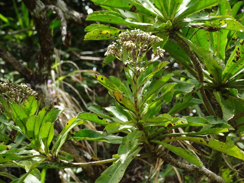 Scaevola floribunda, Lowry, P 7328--Fiji. Delaikoro Mtn. 3 Nov 2015. DSC08393 (184).JPG