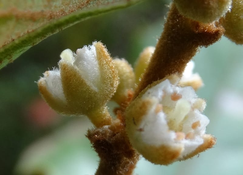 Storthocalyx sordidus, Callmander, M 1230--New Caledonia. Haute Robinson. 11 Nov. 2015. DSC00909 (76).JPG