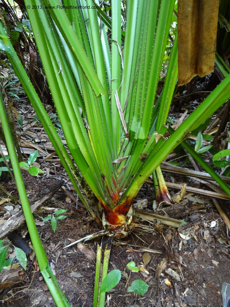 Pandanus dorystigma, Callmander 1015--Malaysia, Sarawak. Bako Nat. Park. Lintang Trail. 30 Mar 2012.  NDSC06186 (149).JPG