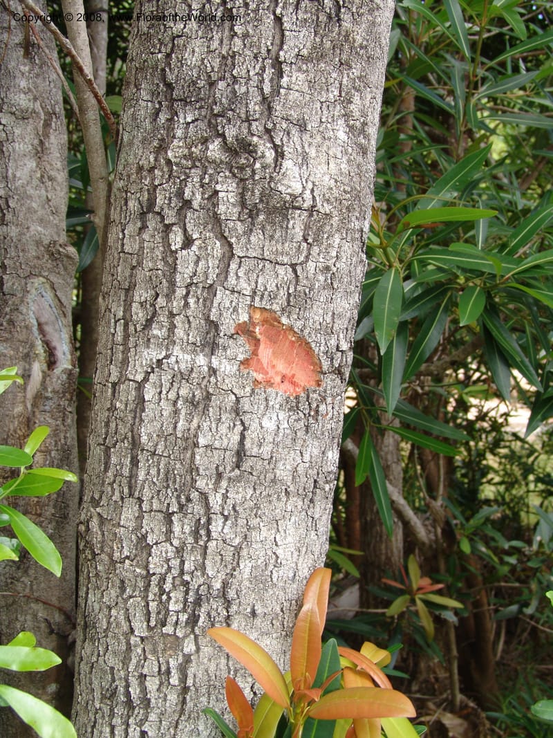 Mammea, Z.Rogers939----Madag. Prov.Toliara.  Parc Nat. Andohahela . 22 Jan 06. 092.jpg