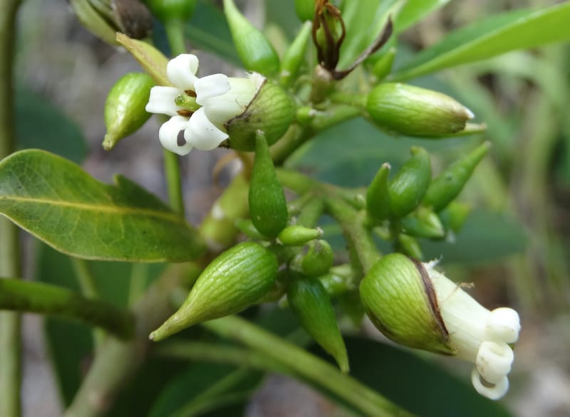 Pittosporum, Lowry, P 7341--Fiji. Vesidrua Vill. 5 Nov 2015. DSC09215 (116).JPG