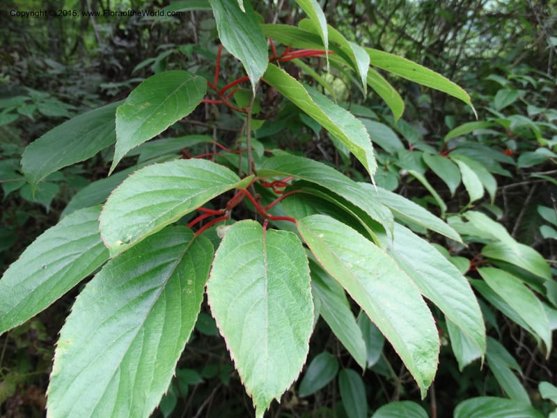 Actinidia, Boufford, D 43714--China. Sichuan. GanYangGou Rd. Km marker 7. 13 May 2014. DSC05676 (79).JPG