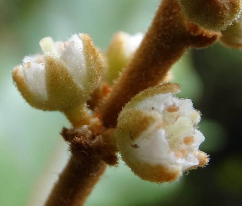 Storthocalyx sordidus, Callmander, M 1230--New Caledonia. Haute Robinson. 11 Nov. 2015. DSC00909 (78).JPG
