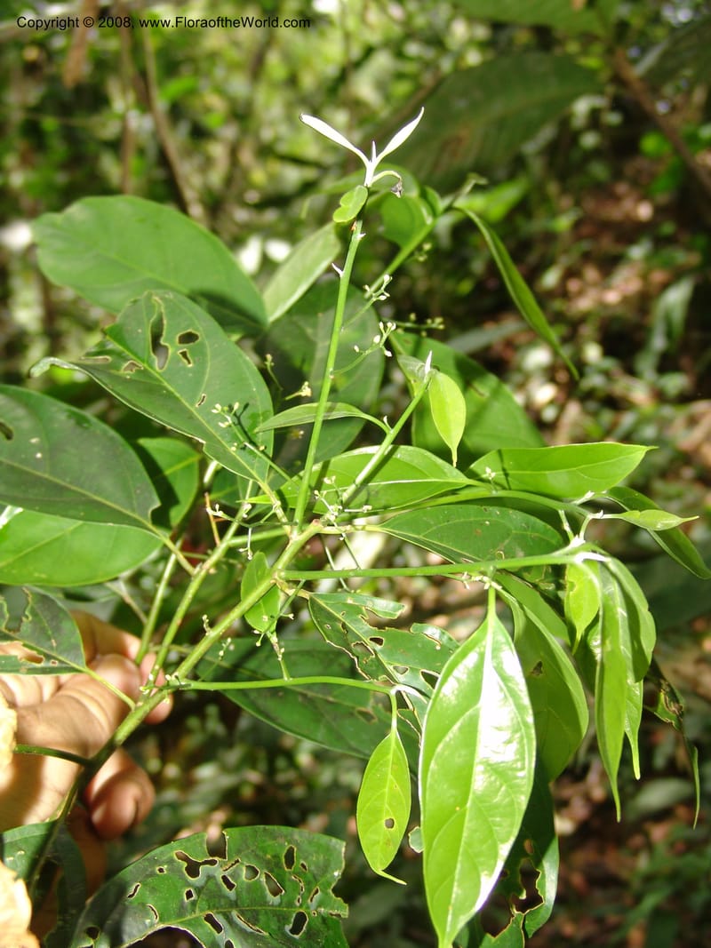 Ocotea, RVasquez33045--Peru. Pillcopata. Qbda Sachavacayoc. 29 Oct 07. 067.jpg