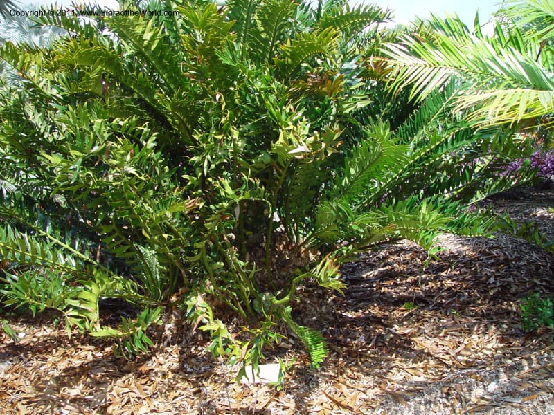 Encephalartos arenarius--FL. Fairchild Bot. Gard. 7 Apr 03. 124.jpg