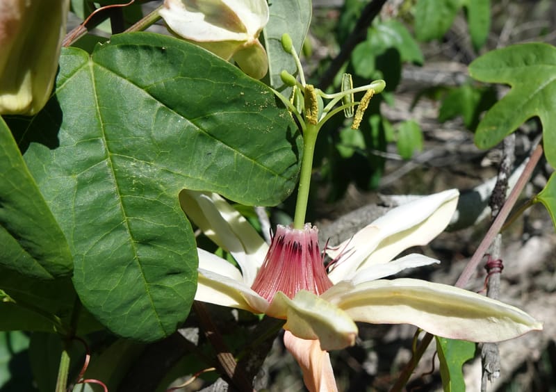 Passiflora aurantia, Davidson, C 13330--Australia. Qld. Jacob's Well. 16 Oct 2016. DSC02498 (90).JPG