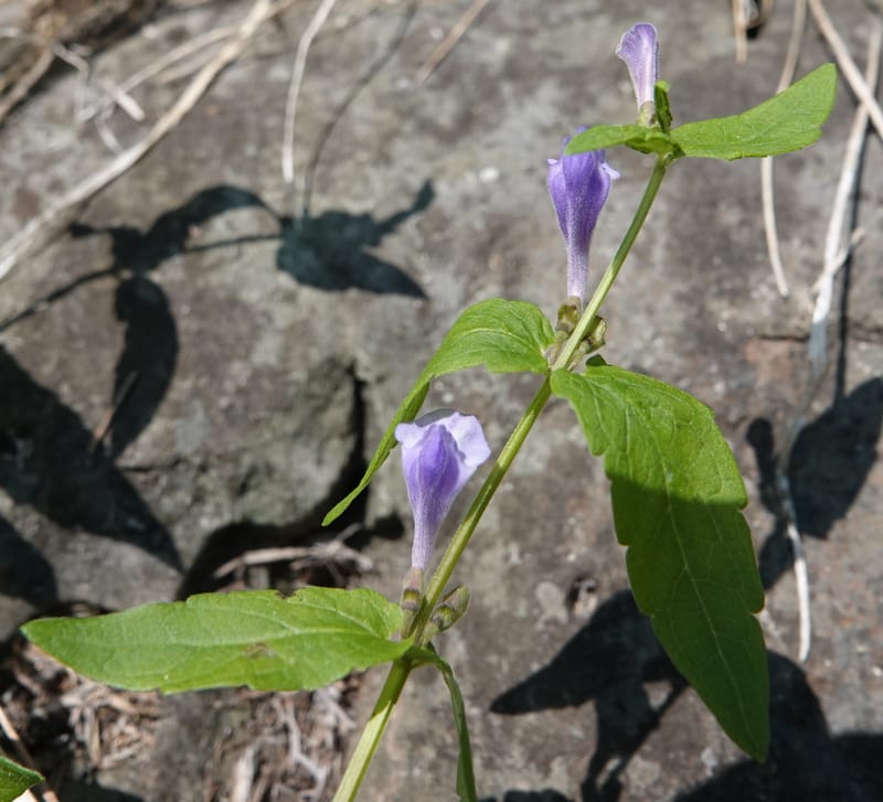 Scutellaria galericulata, C. Davidson 13882--ID. Fremont Co. Henry's Fork River. Box Canyon. 31 Jul 2018. DSC08304 (135).JPG