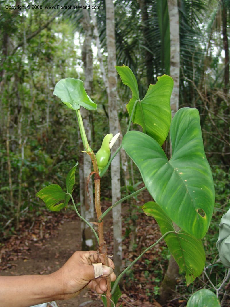 Philodendron brevispathum, Farfan683--Peru. Edo. Madre de Dios. ACEER Res. Ctr. Mango Trail.18 Oct 05. 209.jpg