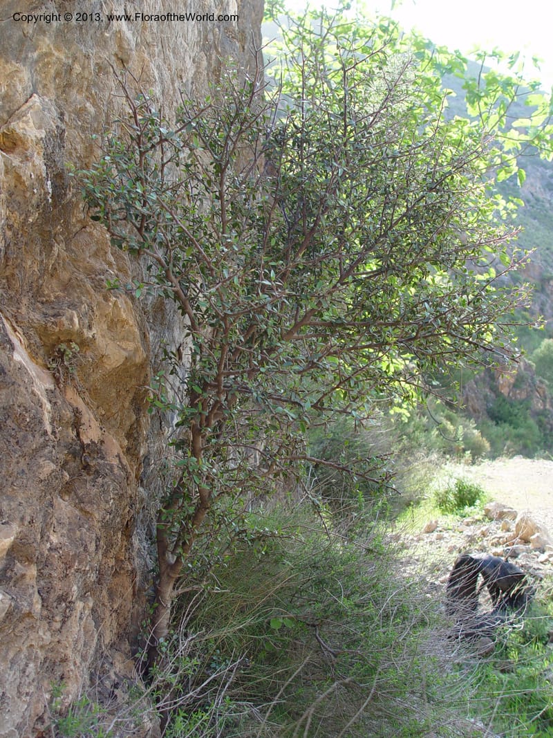 Rhamnus alaternus--Spain. Andalucia. E of Orgiva. Barranco de los Lobos. 1 (45).jpg