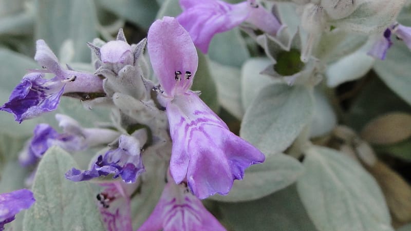 Stachys, A. G. Miller 142.5--Iraq. Kurdistan. Shakh-i Pira Magrun. Zewiya. 12 June 2010. 192 (5).jpg