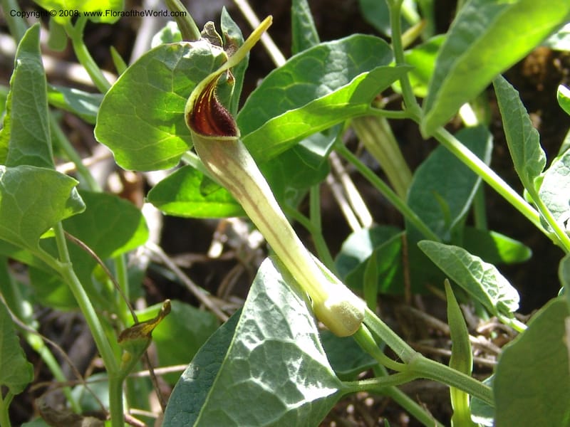 Aristolochia paucinervis--Spain. Pr.Granada. Trail upslope from Pampaneira. 20 Apr 05. 025.jpg