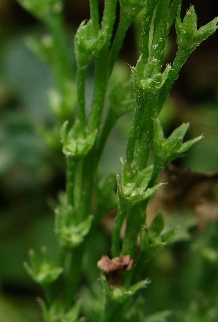 Trigonotis formosana, Tseng Yu-Hsin 1317--Taiwan. SW of Nanshan on highway 7. 20 May 2016. DSC03339 (60).JPG