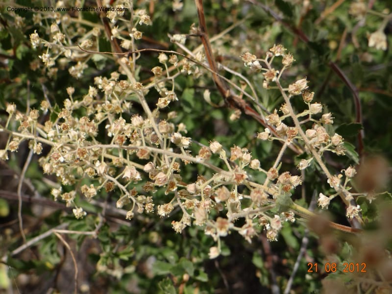 Holodiscus dumosus, Davidson, C 12105--USA, Owyhee County, Idaho, 21 Aug 2012  3158 (16).JPG