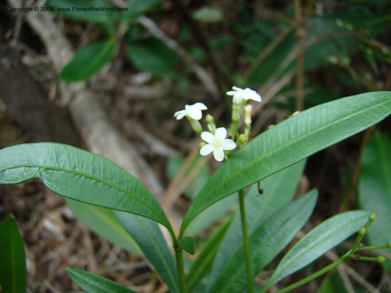 Rauvolfia semperflorens, JMunzinger4677--N.Caled. Dumbea Dam in Dumbea Riv. 11 Nov 07. 300.jpg