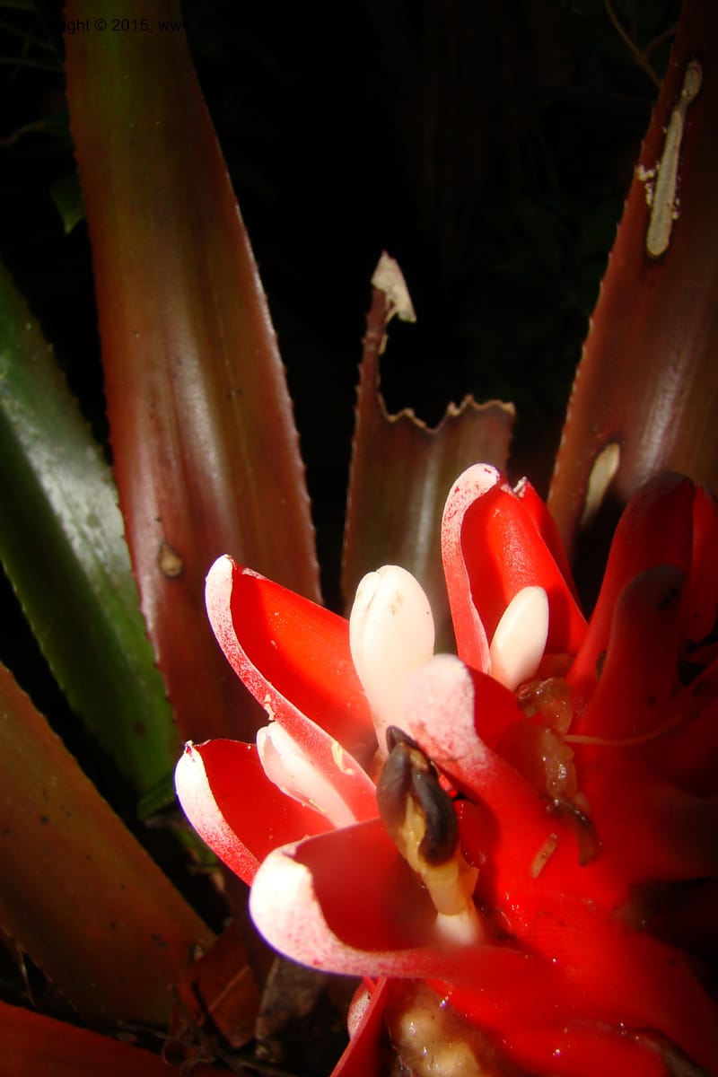 Aechmea nidularioides, Vasquez 35034--Peru. Loreto. Dto. Iquitos. Res. Allpahuayo-Mishana. 19 Nov 08. 662 (8).jpg