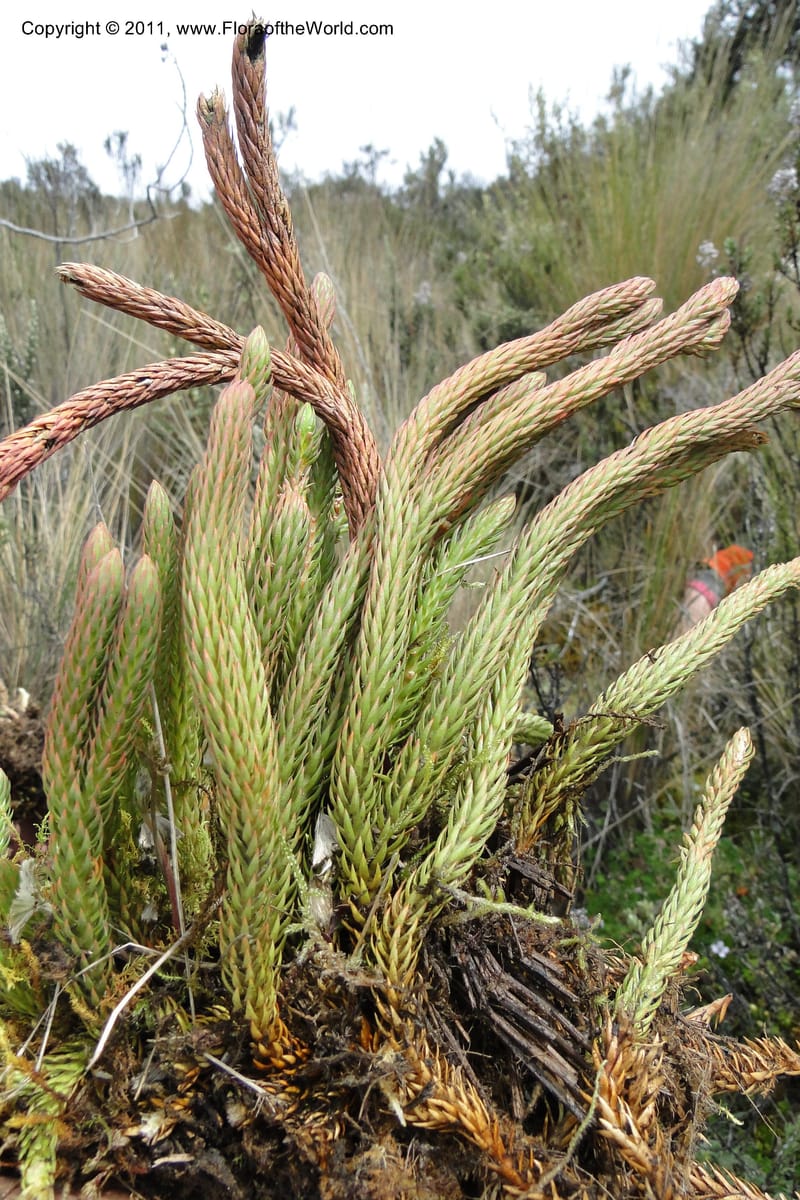 Huperzia crassa, Ulloa 2068--Ecuador. Pichincha. Res. Ecol. Ilinizas. 4 June 2011. 346 (7).jpg