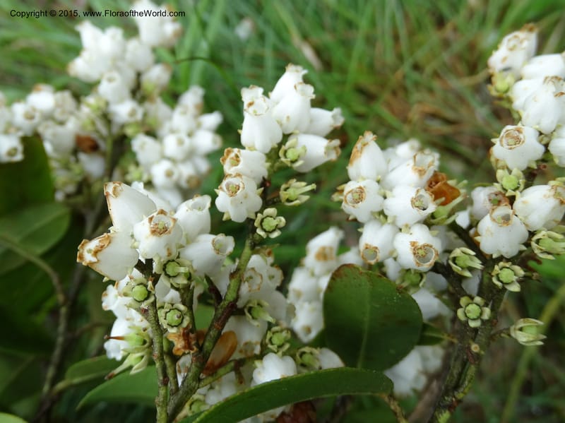 Pieris floribunda, Davidson, C 12956--North Carolina. Trans. Co. Devil's Courthouse View. 12 May 2015. DSC04151 (5).JPG