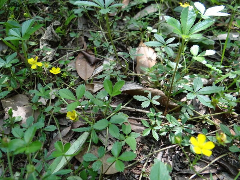 Potentilla kleiniana, Li Pan 1205278--China. Zhejiang Prov. Shunxi Village. 28 May 2012. DSC00347 (314).JPG