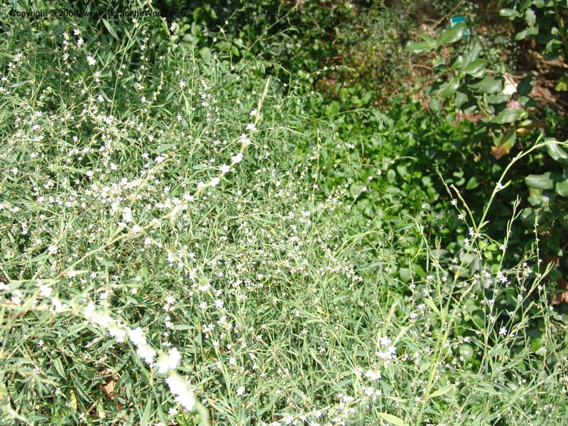Polygonum equisetiforme--France. Paris. Jardin des Plantes. 4 Sep 07. 362.jpg